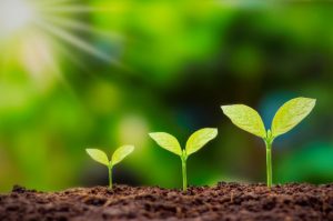 Consultoria Ambiental no Brasil: Transformando o Futuro Sustentável no Paraná e Além