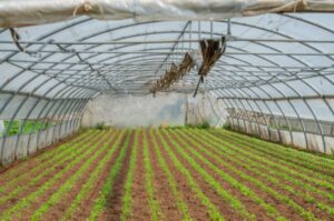 Estufas Compactas para Espaços Pequenos