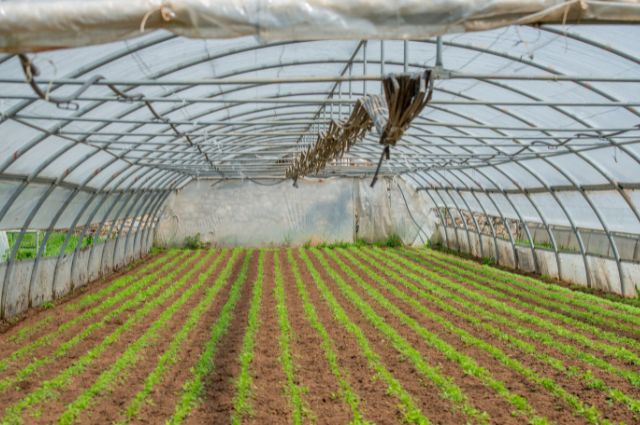 Estufas Compactas para Espaços Pequenos