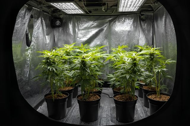 Tenda de Cultivo: O Atalho para Resultados Profissionais em Casa